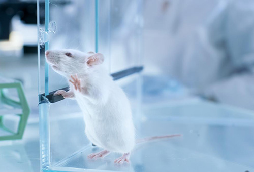 告別惡臭，守護(hù)呼吸健康，全面凈化動(dòng)物實(shí)驗(yàn)室空氣環(huán)境